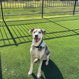 a puppy dog in a pet park